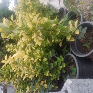 مزرعه گل سجام